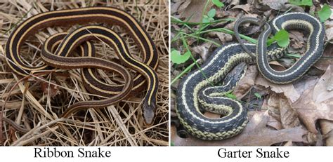 eastern ribbon snake vs garter.